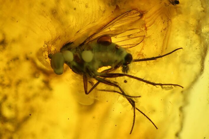 Detailed Fossil Fly (Diptera) In Baltic Amber #142213